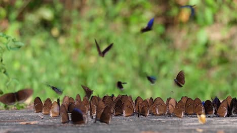 Blaue-Königskrähe,-Schmetterling,-Euploea-Camaralzeman,-Thailand
