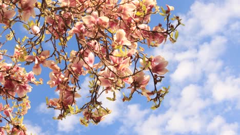 Blüte-Des-Blühenden-Magnolienbaums-Von-Unten-Gesehen,-Der-Sanft-In-Sanfter-Windbrise-Mit-Blauem-Himmel-Und-Flauschigen-Kumuluswolken-Im-Hintergrund-Schwingt