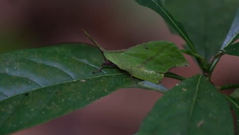 Leaf-mimic-Grasshopper,-Trigonopterygidae,-Thailand