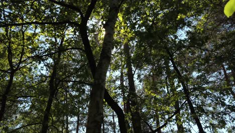 Looking-up-shot-at-the-forest-and-the-sunlight-going-through-the-tree-branch-and-leaves