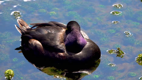 Close-up-of-wild-duck-resting-in-clear-water-with-water-plants-during-sunny-day---Hamarana-Springs,New-Zealand