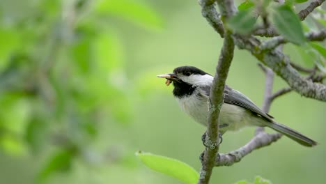 Black-capped-Chickadee-with-mouthful-of-caterpillars-waiting-to-bring-food-into-nest