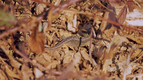 Sand-Lizard-sunbathing-on-ground-under-tree-branches-in-sandy-environment-of-veluwe,-close-up-sunny-day
