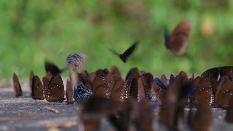 Blue-King-Crow,-Butterfly,-Euploea-camaralzeman,-Thailand