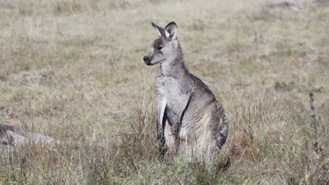 Wallaby-Standing-And-Looking-Around-In-The-Forest---wide-shot