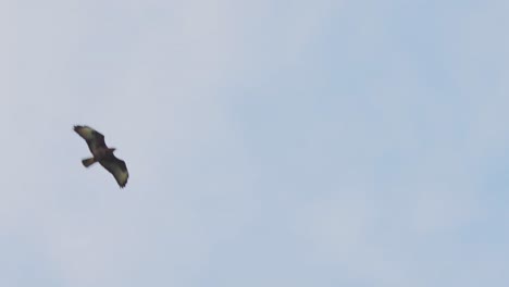 águila-Marrón-Volando-Por-El-Aire