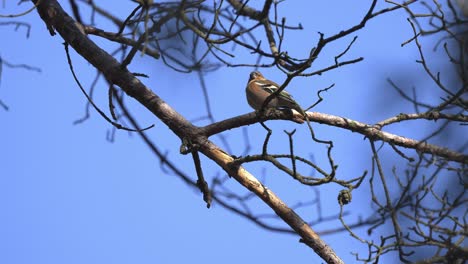 Finch-bird-perched-on-a-leafless-branch-in-Veluwe-National-Park,-Netherlands