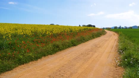 Schotterweg-Neben-Einem-Feld-Mit-Kleinen-Gelben-Rapssamen-Und-Roten-Wildblumen-Mit-Blauem-Himmel-Im-Hintergrund