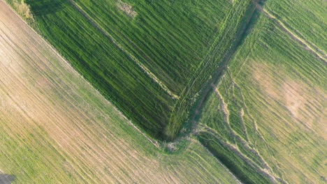 Luftaufnahme-Eines-Feldes-Mit-Grün-Sprießender-Jungvegetation-Und-Gelber-Ungrüner-Feldoberfläche,-Abstrakter-Eindruck