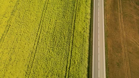 Aerial-birds-eye-forward-over-flowering-rapeseed-field-with-simple-road