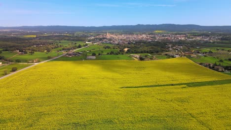 Luftbilder-Mit-Drohne-Eines-Rapsfeldes-In-Llagostera-Gerona-Costa-Brava-Spanien-Zenitaufnahmen-Flüssige-Bewegungen-Europäische-Kulturen-Radtouren