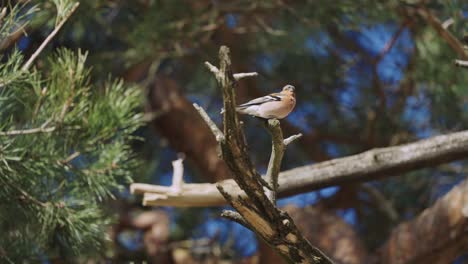Chaffinch-bird-perched-on-a-branch-in-De-Hoge-Veluwe-National-Park,-Netherlands