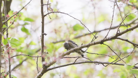 Japanese-Pygmy-Woodpecker-Pecking-Wood-For-Worms-While-Perching-On-Twig-At-Saitama,-Japan