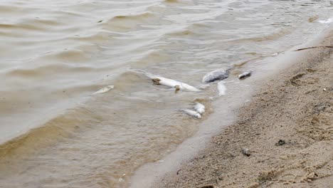 Tote-Fische,-Die-Durch-Die-Wellen-Am-Ufer-Eines-Sees-Treiben