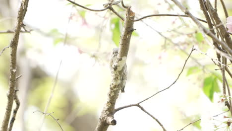 View-Of-Japanese-Pygmy-Woodpecker-Probing-Branch-For-Worms-In-The-Forest-Near-Saitama,-Japan---low-angle-shot