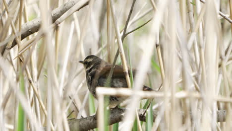 Female-Dusky-Thrush-Bird-Perching-On-A-Branch-At-Daytime-In-Saitama,-Japan---closeup