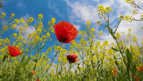 Field-of-wild-poppies-red-and-yellow-flowers-with-sunny-blue-sky-background-rapeseed-cultivation-on-the-Costa-Brava-of-Spain