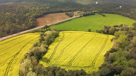 Aerial-flying-forward-over-rural-landscape-with-rapeseed-fields-and-road