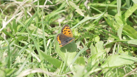 Beautiful-Small-Copper-Butterfly-Perching-On-Wild-Leaves-Among-Grasses-During-Summer-In-Saitama,-Japan