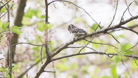 Japanese-Pygmy-Woodpecker-Strike-Its-Beak-On-Branch-Looking-For-Worms-During-Daytime-In-Saitama,-Japan
