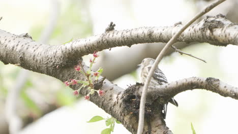 Japanese-Pygmy-Woodpecker-Pecking-A-Branch-In-The-Forest-During-Daytime-In-Saitama,-Japan---close-up