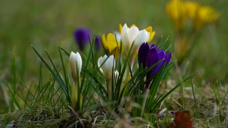 A-clump-of-brightly-colored-flowering-crocuses-growing-between-grass-and-moss