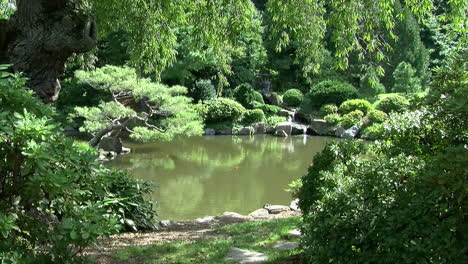 Estanque-Koi-En-Un-Jardín-Japonés