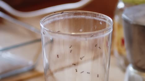 Ameisen-Kriechen-über-Glas-Auf-Küchentheke,-Ziehen-Langsam