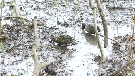 Green-winged-Teal-Ducks-Scooping-For-Food-In-The-Mud-In-Saitama,-Japan---high-angle,-static-shot