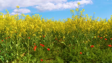 Rapeseed-field-cultivated-on-the-Costa-Brava-of-Spain-tranquility-harmony-and-nature