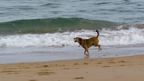 Happy-dog-running-on-sandy-coastline-with-ball-in-his-jaws,-slow-motion