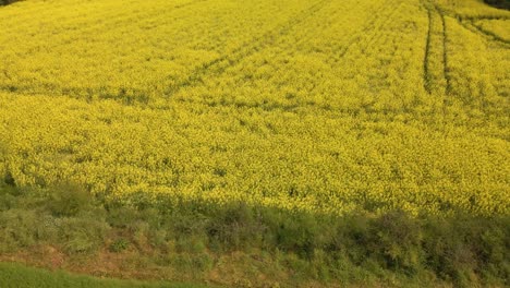 Aerial-tilt-down-shot-over-flowery-rapeseed-field