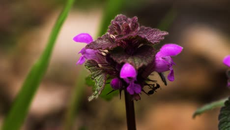Inflorescence-of-purple-dead-nettle-with-tiny-ant-walking-on-pink-flowers-and-fuzzy-leaves