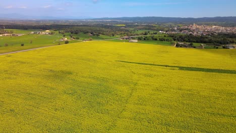 Aerial-images-with-drone-of-a-rapeseed-field-in-Llagostera-Gerona-Costa-Brava-Spain-zenith-shots-fluid-movements-European-crops-bike-rides