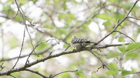 Pájaro-Carpintero-Pigmeo-Japonés-Picoteando-En-Una-Ramita-En-El-Bosque-Cerca-De-Saitama,-Japón-Durante-El-Día---Cerrar