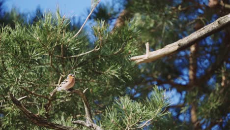 Gewöhnlicher-Buchfink-Vogel-Auf-Ast-Mit-Windbewegten-Ästen
