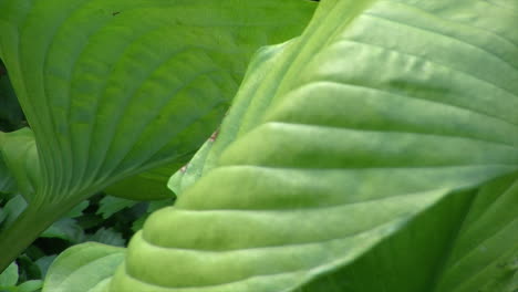 Close-up-of-heavily-veined-green-leaves-in-a-garden