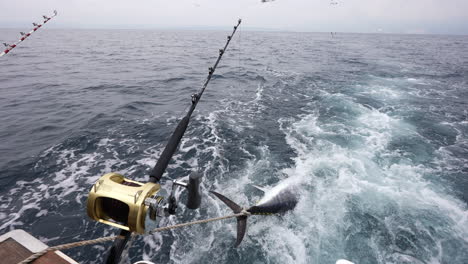 Große-Thunfische-Gefangen-Und-Auf-Dem-Boot-Gebunden,-Das-In-Der-Adria-In-Kroatien-Segelt