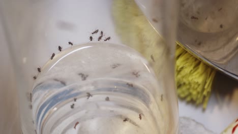 Hormigas-Azucareras-Arrastrándose-Por-El-Interior-De-Los-Platos-En-El-Fregadero,-Cerca