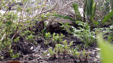 Schildkröte-Kracht-Durch-Gartenpflanzen-Wie-Ein-Panzer-Nach-Dem-Winterschlaf
