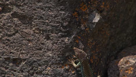 Brown-lizard-climbs-rough-textured-dark-stone-wall,-wildlife-close-up