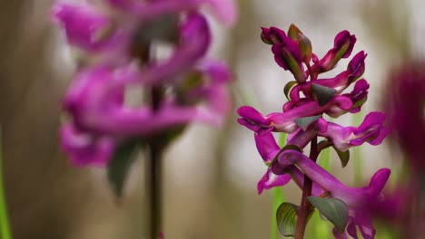 Schöner-Rosafarbener-Blütenstand-Von-Corydalis-Cava,-Sichtbar-Zwischen-Anderen-Blumen,-Die-Im-Wind-Schwingen