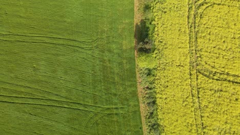 Aerial-birds-eye-over-green-rapeseed-field-on-one-side-and-flowery-on-the-other