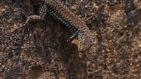 Brown-Darevskia-Armenian-lizard-perfect-camouflage-on-dark-stone-wall-close-up