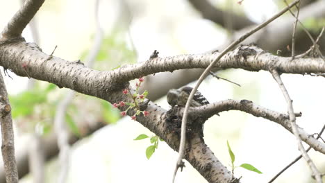 View-Of-A-Japanese-Pygmy-Woodpecker-Pecking-On-A-Tree-Branch-In-The-Forest-Near-Saitama,-Japan---close-up---Slow-Motion