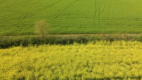 Rapeseed-field,-flowering-in-foreground,-green-at-background