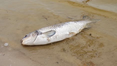 Große-Tote-Fische-Am-Ufer-Des-Sees