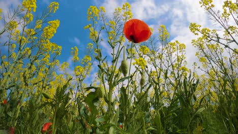 Bereich-Der-Wilden-Mohnblumen-Rote-Und-Gelbe-Blumen-Mit-Sonnigem-Hintergrund-Des-Blauen-Himmels-Rapsanbau-An-Der-Costa-Brava-In-Spanien