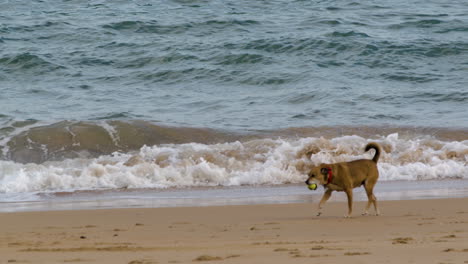 Cheerful-dog-running-on-sandy-beach-with-ball-in-his-mouth,-slow-motion-view