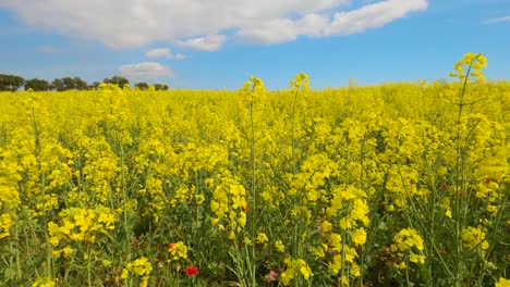 Rapeseed-field-cultivated-on-the-Costa-Brava-of-Spain-tranquility-harmony-and-nature